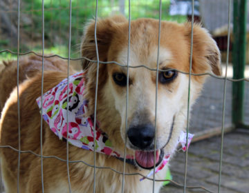 Parque Halfeld sedia evento de adoção de animais