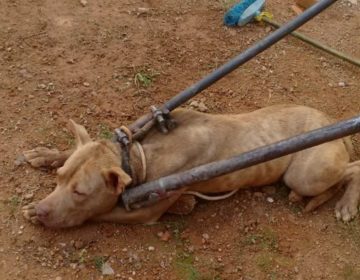 Pitbull foge e mata outro cão em Barbacena