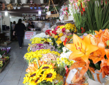 Parque da Saudade espera 15 mil visitantes para Dia de Finados