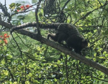 Descoberta de vírus da zika em macaco sugere ciclo silvestre da doença