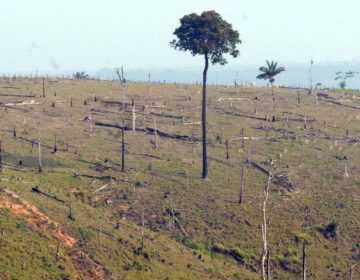 Desmatamento na Amazônia aumenta 13,7% em um ano