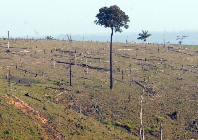 Desmatamento na Amazônia aumenta 13,7% em um ano