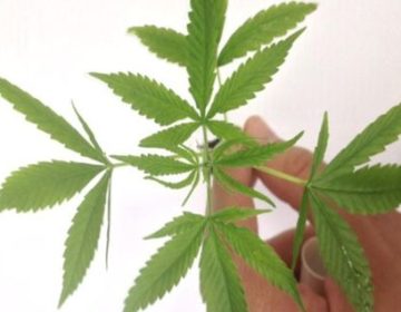 Senado avança em proposta que libera uso medicinal da maconha