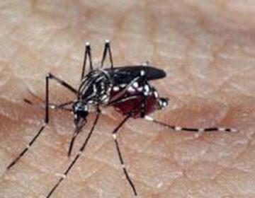 Aplicativo já identificou mais de 8 mil focos do Aedes desde 2017