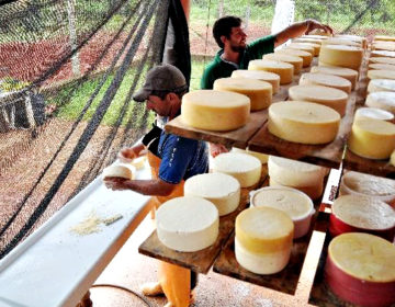 Começa a vigorar nova lei dos queijos artesanais