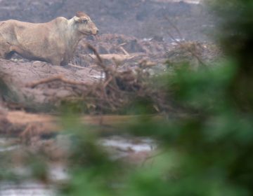 CFMV divulga de apoio aos médicos-veterinários em Brumadinho