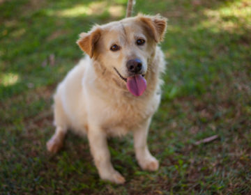 Primeiro Evento de Adoção do Canil Municipal deste ano será no sábado
