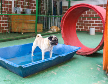 Hotel para pets é opção para aqueles que planejam viajar e não podem levar o animal de estimação