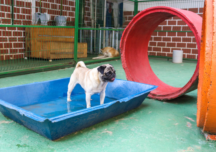 Hotel para pets é opção para aqueles que planejam viajar e não podem levar o animal de estimação