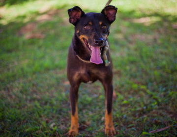 Praça Antônio Carlos recebe Evento de Adoção do Canil Municipal