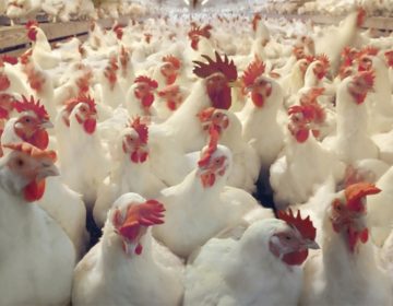 Anvisa proíbe venda de lotes de frango da Perdigão