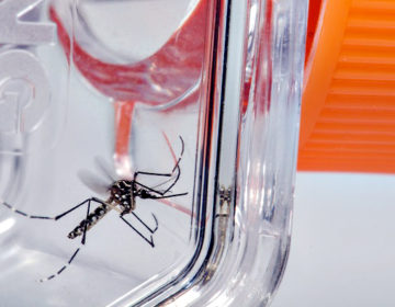 Novo Boletim Epidemiológico aponta mais de 40 mil casos prováveis de dengue em Minas Gerais