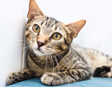 Canil Municipal realiza evento de adoção exclusivo para gatos