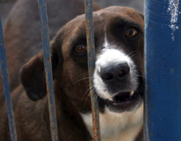 Canil Municipal realiza novo evento de adoção