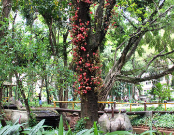 Árvore exótica vira atração no Parque Halfeld
