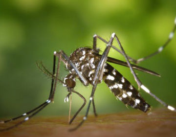 Força-tarefa de combate ao Aedes da PJF identifica 169 imóveis com focos do mosquito