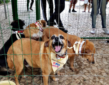 Primeiro evento de adoção de animais especiais do Canil Municipal garante novo lar para 19 animais