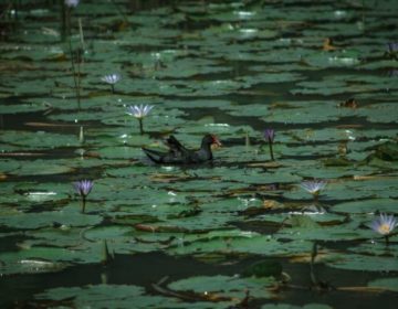 Refúgio natural: UFJF abre Jardim Botânico nesta sexta