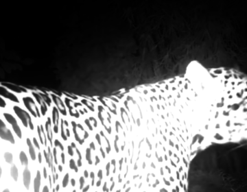 Armadilhas fotográficas registram novas imagens da onça-pintada no Jardim Botânico da UFJF