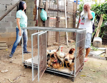 Equipe doa 13 galinhas a dono de galinheiro atacado por onça