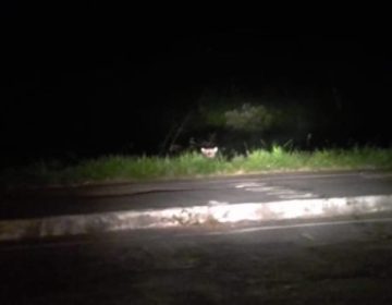Onça-pintada é flagrada durante a madrugada na zona Norte
