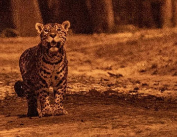 UFJF anuncia decisão de retirar onça-pintada do Jardim Botânico