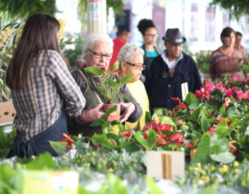 Juiz de Fora recebe 17ª edição da Feira de Holambra