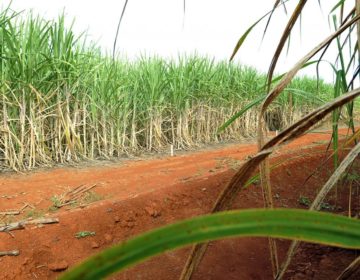 Brasil e China chegam a acordo sobre contencioso do açúcar