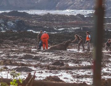 Projeto garante defesa de animais em casos de desastres ambientais