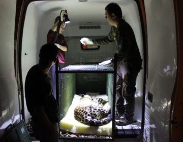 Onça-pintada é capturada e transferida de Juiz de Fora