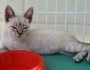 Evento de adoção garante lar para 20 animais