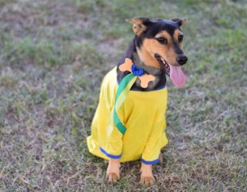 Evento de adoção de cães de pequeno porte e gatos será realizado neste sábado