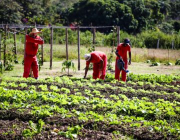 Penitenciária de Muriaé cria projeto para abastecimento de hortas