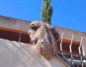 Bicho-preguiça é resgatado no bairro Aeroporto e levado para o Parque da Lajinha