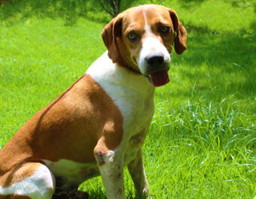 “Canil Fashion Day”: Canil Municipal promove mais uma edição do evento neste sábado