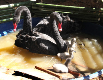 Nascem três filhotes de cisnes negros no parque do Museu “Mariano Procópio”