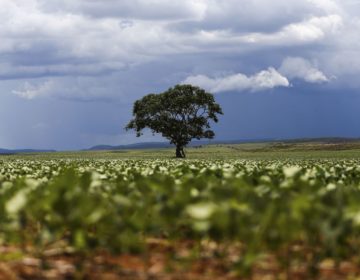 Cereais, leguminosas e oleaginosas podem ter safra recorde