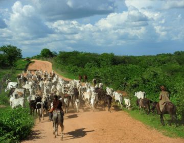 Abate de bovinos e suínos cresce no segundo trimestre no país