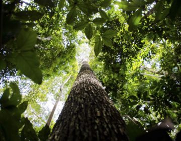 Valor da produção florestal no Brasil atinge R$ 20,6 bilhões