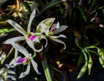 Jardim Botânico recebe mais de 150 orquídeas