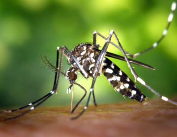 Casos de morte por dengue aumentam 5 vezes em relação ao ano passado