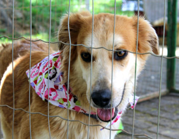 Canil Municipal realiza evento de adoção de cães e gatos neste sábado