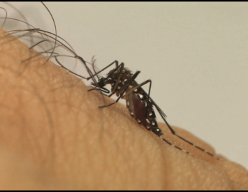 Sala de Operações da Dengue realiza ações de combate ao Aedes nesta quarta