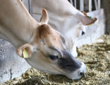 Juiz de Fora recebe palestra para orientar produtores de bovinos de leite na gestão de micotoxinas
