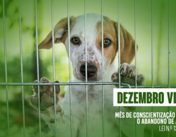 Demlurb realiza campanha na Rua Halfeld para alertar sobre o abandono de animais