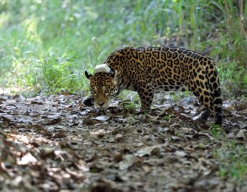 Pesquisadores encerram monitoramento eletrônico de onça-pintada