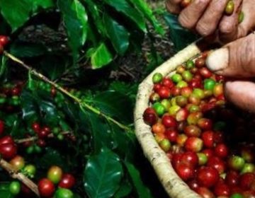 Café mineiro vai contar com maior volume de recursos da história do BDMG para o setor
