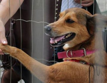 Recolhimento de animais pelo Canil Municipal aumenta 40% durante pandemia