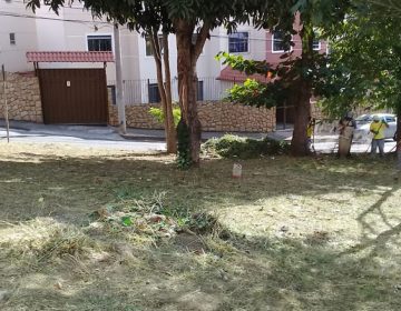 Setor de Parques e Jardins da Empav atua nas regiões nordeste, sul e central