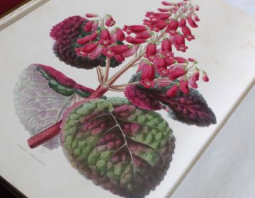 Projeto do Museu apresenta livro com ilustrações botânicas do século 19